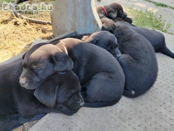 Fekete labrador kiskutyák - Orosháza