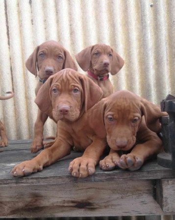 magyar vizsla