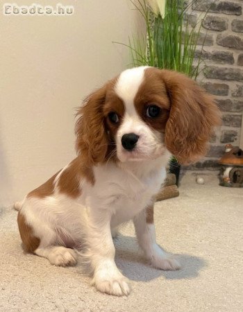 Cavalier King Charles spániel kölyök