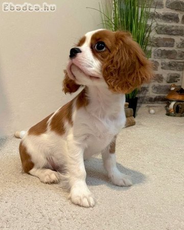 Cavalier King Charles spániel kölyök