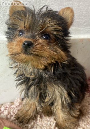 Yorkshire terrier kiskutya eladó