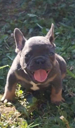 Francia Bulldog