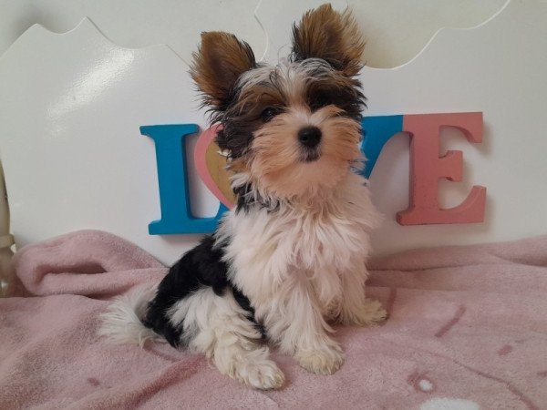 Biewer Yorkshire terrier