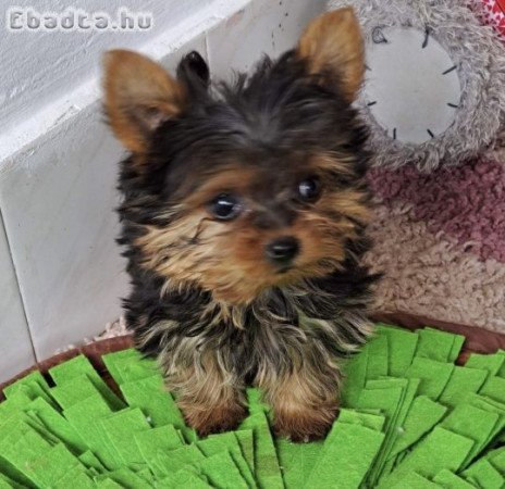 Yorkshire terrier kiskutya eladó