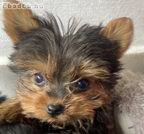 Yorkshire terrier kiskutya eladó