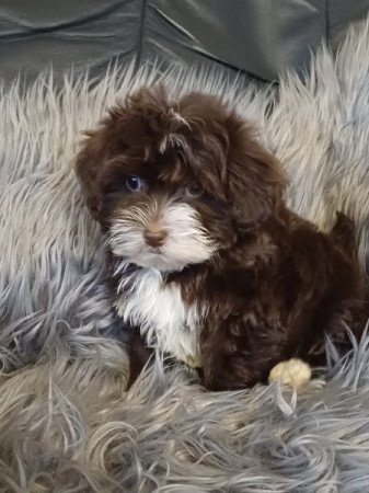 bichon havanese