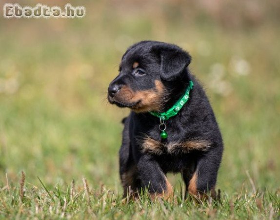 Beauceron