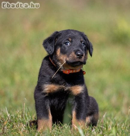 Beauceron