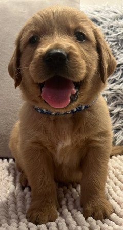 Golden Retriever