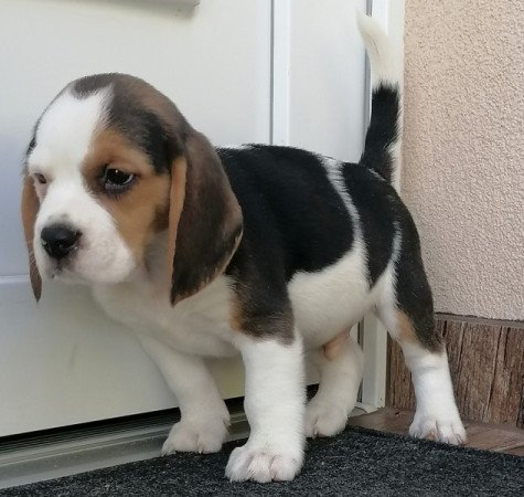 Beagle