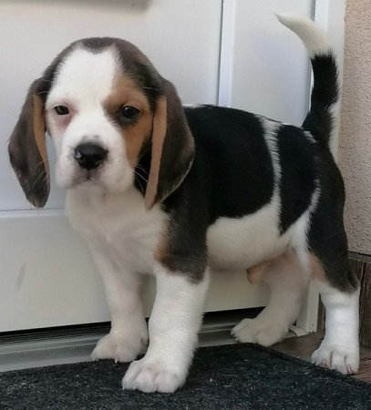 Beagle