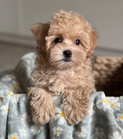 Maltipoo maltai selyem es torpe uszkar