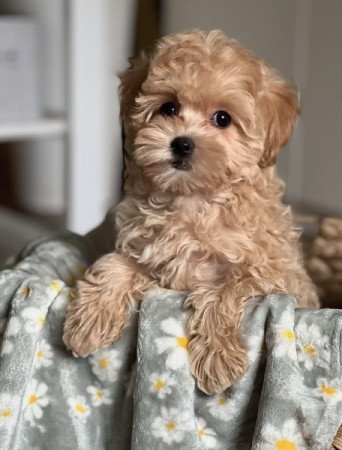 Maltipoo maltai selyem es torpe uszkar