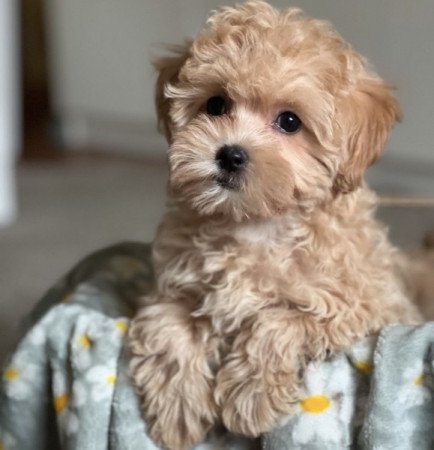 Maltipoo maltai selyem es torpe uszkar