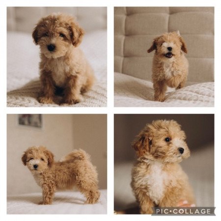 Maltipoo maltai es torpe uszkar