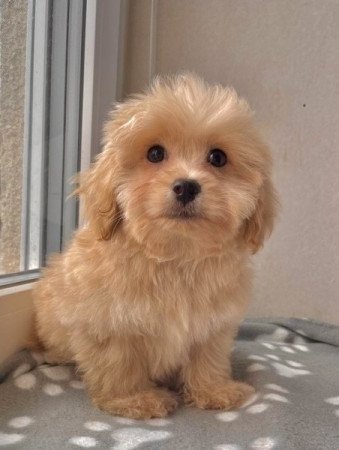 Maltipoo maltai es toy uszkar