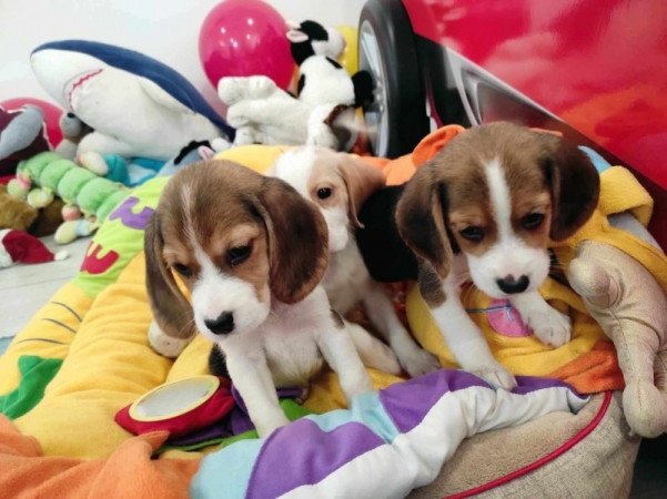 Beagle