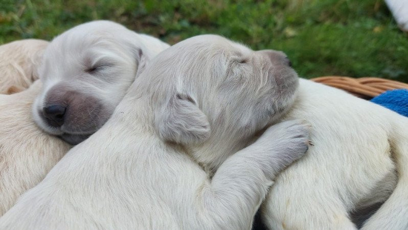 Golden Retriever