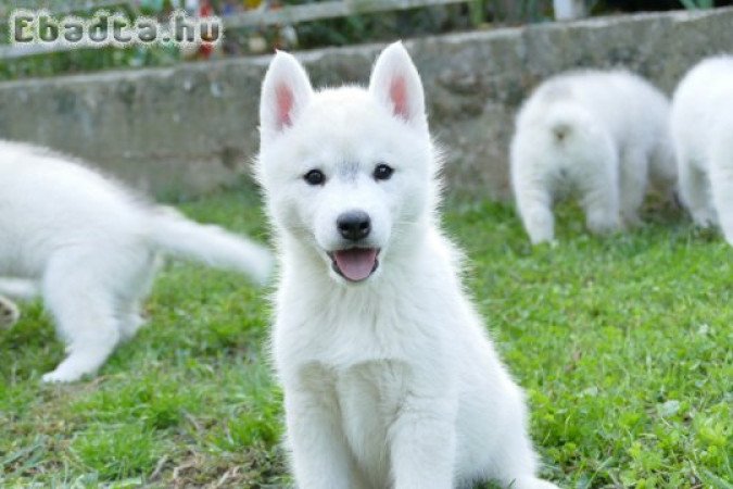 Siberian Husky puppies