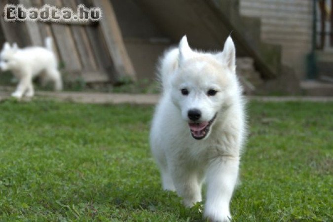 Siberian Husky puppies