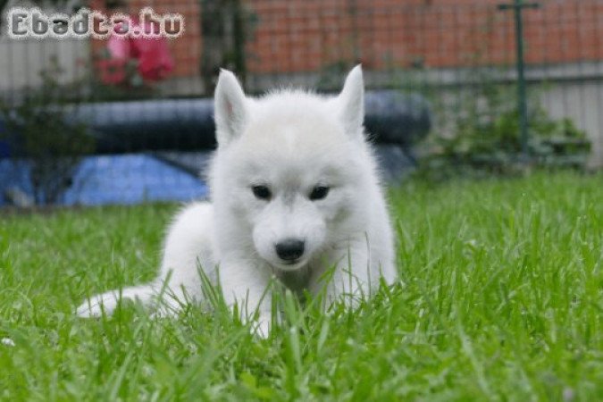 Siberian Husky puppies