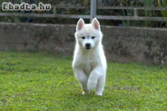 Siberian Husky puppies