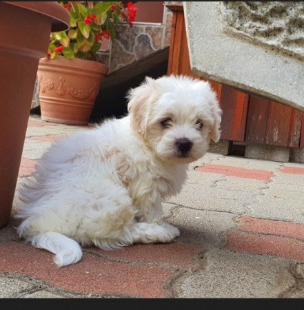 Havanese