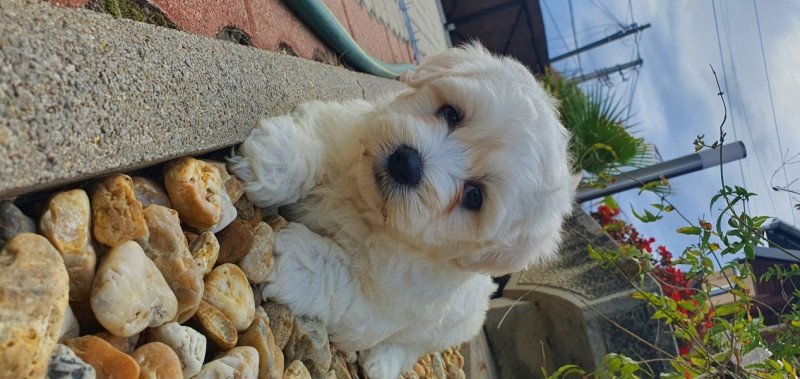 Havanese