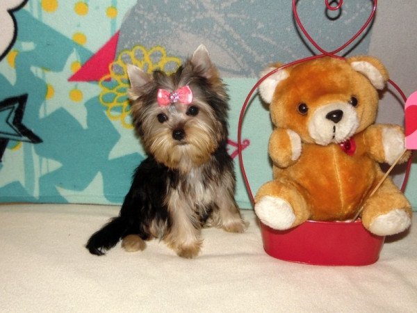 Yorkshire Terrier, Yorki