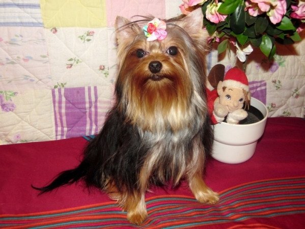 Yorkshire Terrier, Yorki