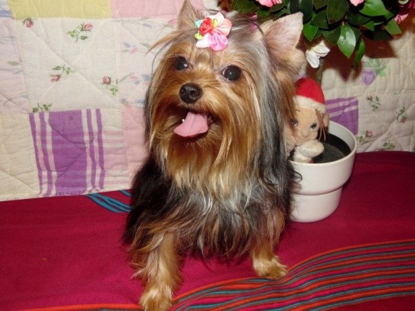 Yorkshire Terrier, Yorki