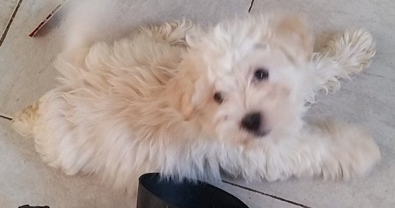 Bichon havanese