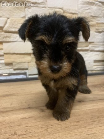 Mini yorki