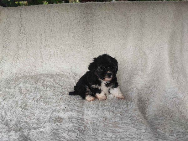 Bichon havanese