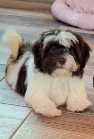 Bichon havanese