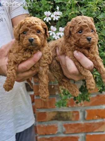 Mini poodles