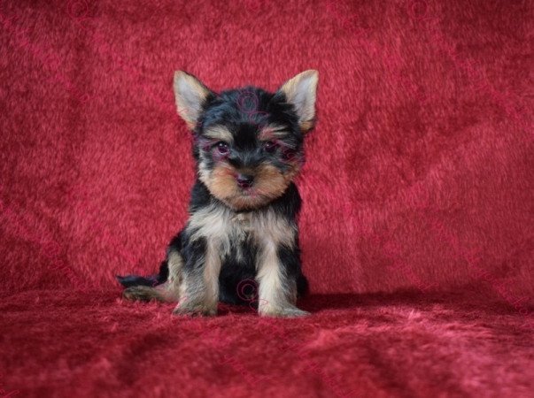 Yorkshire terrier