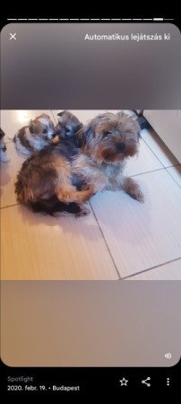 Yorki és havanese