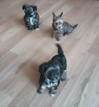 Yorki és havanese