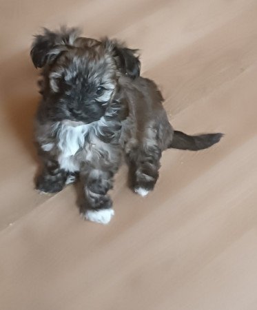 Yorki és havanese