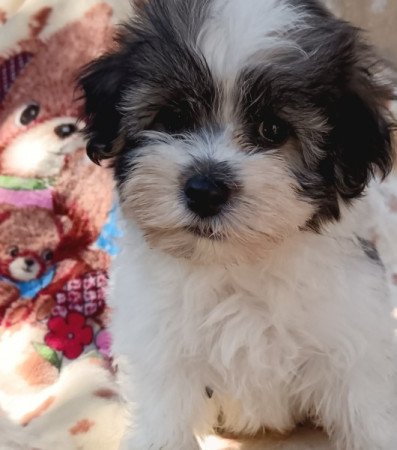 Bichon havanese