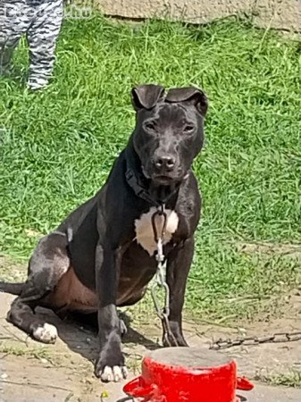 Eladó American pitt bull terrier