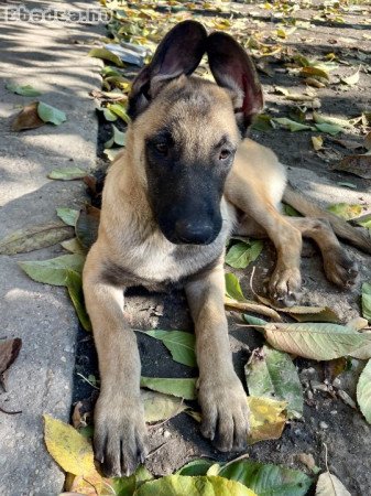 Belga juhász / malinois kiskutyák