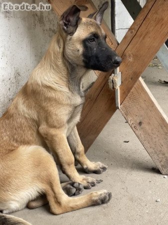 Belga juhász / malinois kiskutyák