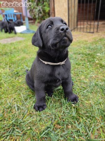 Törzskönyvezett labrador retriever kiskutyák