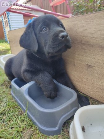 Törzskönyvezett labrador retriever kiskutyák