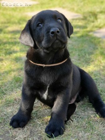 Törzskönyvezett labrador retriever kiskutyák