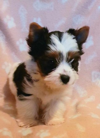 Yorkshire terrier biewer MINI