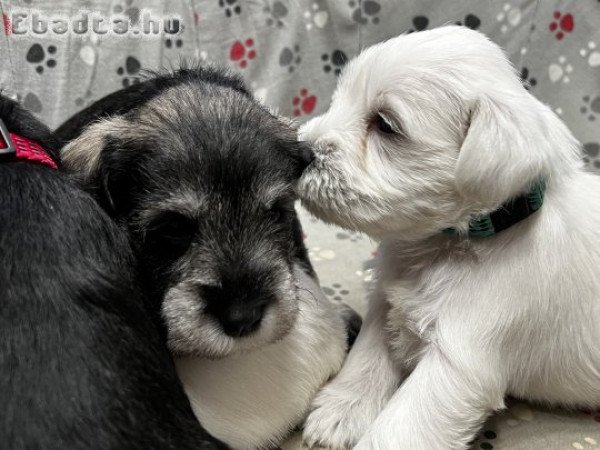 Törpe schnauzer kölykök eladók