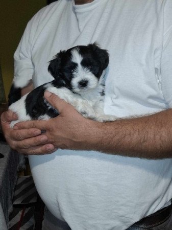 Bichon Havanese